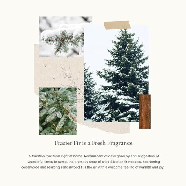 Thymes Frasier Fir Pine Needle Votive Candle